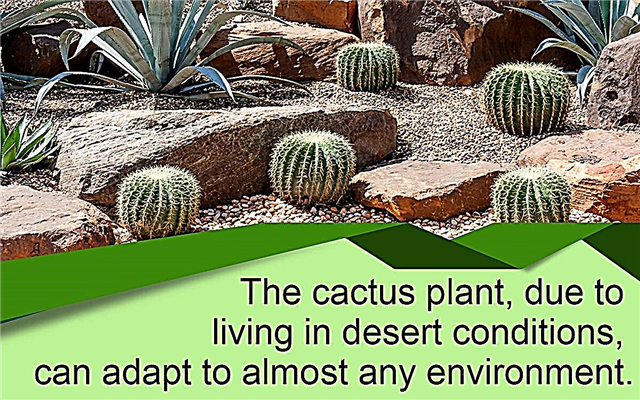 Kā izveidot kaktusu dārzu