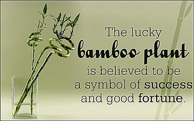 Trátelos bien: sepa cómo cuidar las plantas de bambú de interior