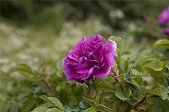 Tumši violetu rožu nozīme, kas liks jums viņus mīlēt vairāk