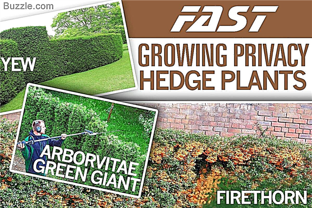 Best Hedges to Plant - Ταχέως αναπτυσσόμενοι και κομψοί φράκτες προστασίας προσωπικών δεδομένων