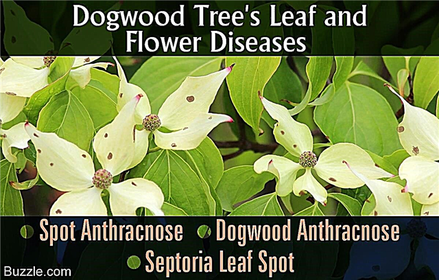 Pohon Dogwood Rentan terhadap Penyakit dan Masalah Ini