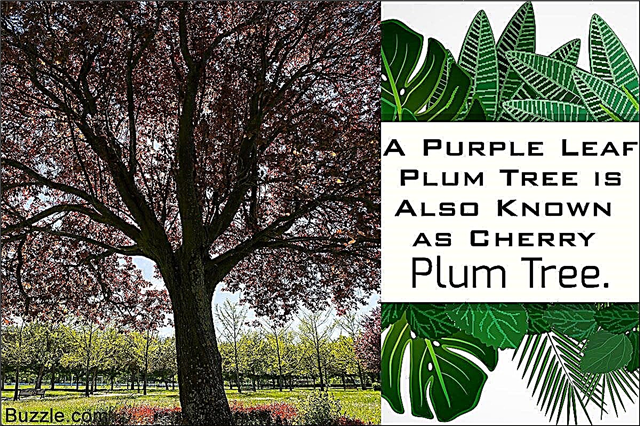 Какво трябва да знаят любителите на градинарството за лилавите сливови дървета