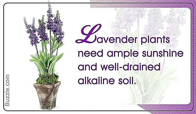 Lavender Plant Care: Requer um pouco de tempo e especialização