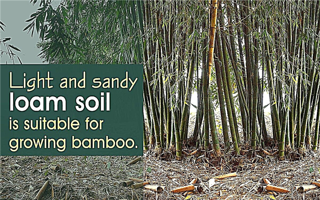 Tisti, ki želijo gojiti bambus iz potaknjencev, MORAJO to prebrati