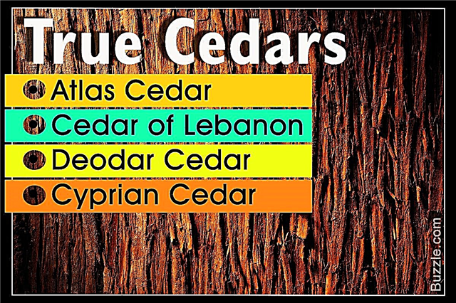 Verlicht uzelf over de verschillende soorten cederbomen die er zijn