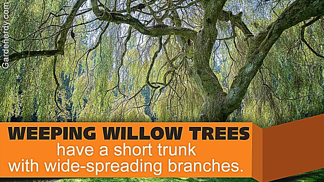 Fakta Pokok Willow Menangis