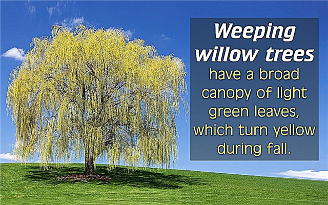 Jenis Pokok Willow