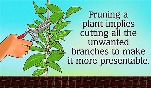 Obrezivanje biljke gume