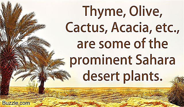 Ove nevjerojatne pustinjske biljke Sahara majstori su adaptacije