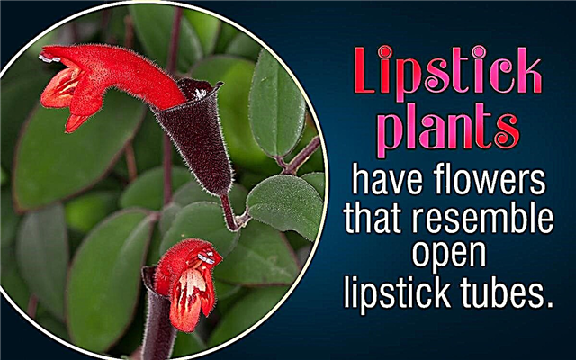 Hoe zorg je voor een lippenstiftplant
