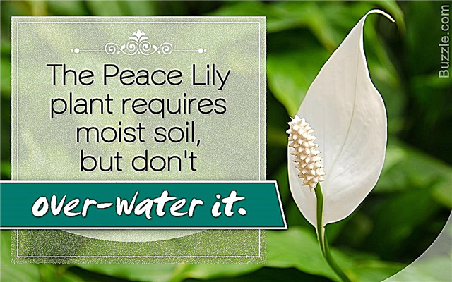 Mẹo tự làm nhanh để chăm sóc cây Lily hòa bình tuyệt đẹp