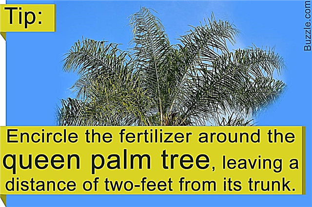 Cuidado de la palmera reina: esto es realmente importante