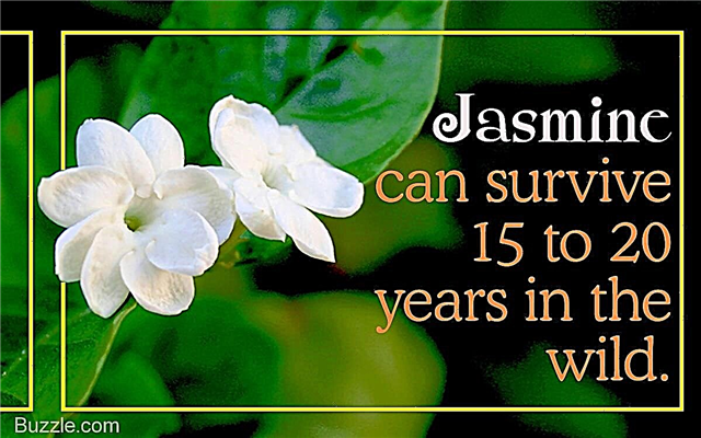 Jasmine Plant Care: Lär dig hur man odlar en Jasmine Bush korrekt