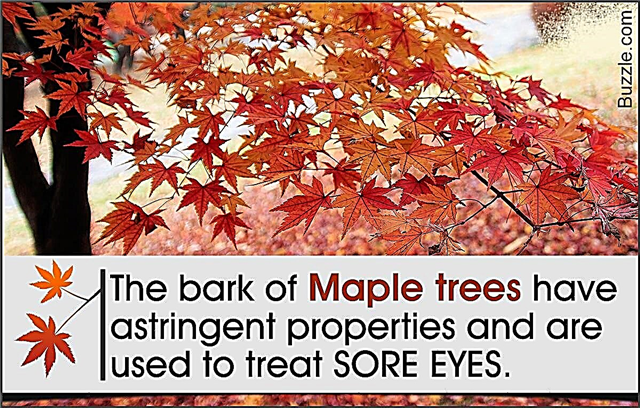 Fatos realmente incríveis sobre a Maple Tree