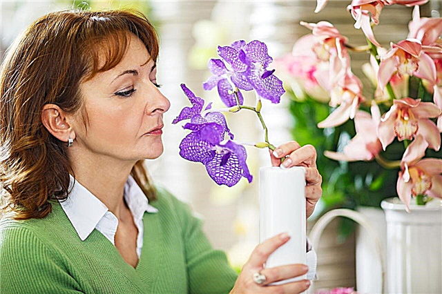 Come prendersi cura delle orchidee dopo la fioritura? Leggi questo per scoprirlo