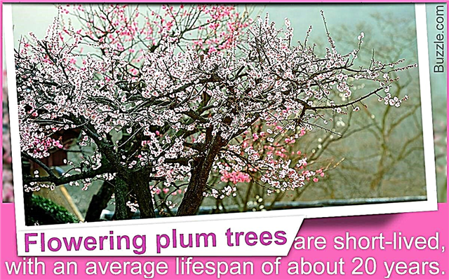 Typer av blommande plommonträd och användbara tips för deras vård