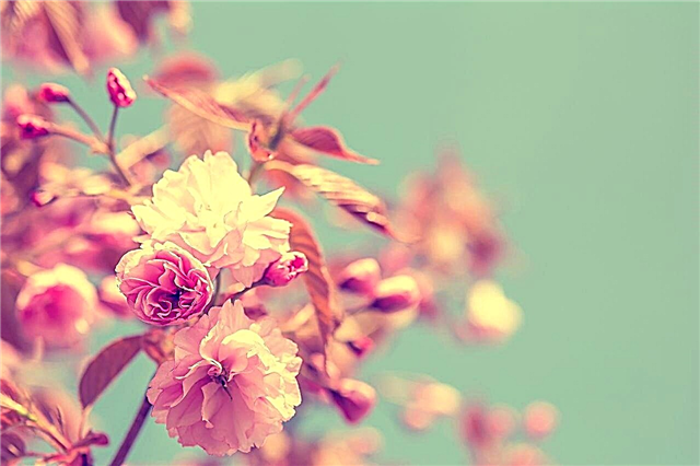 19 vrst cvetočih dreves, ki polepšajo vaš čudovit vrt