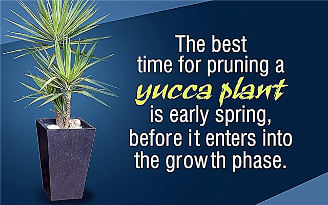 Opas yucca-kasvien hoidosta sisällä ja ulkona