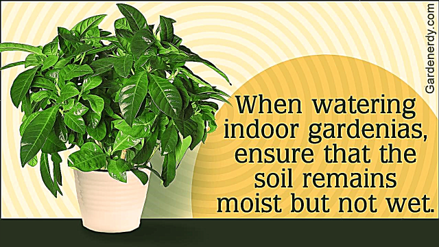 Todo lo que necesita saber sobre el cultivo de gardenias en interiores