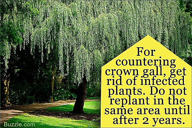 Penyakit Pokok Willow Menangis dan Cara-Cara Kita Dapat Mengatasinya
