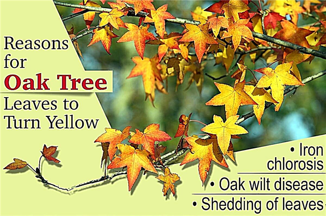 Tammepuu lehed muutuvad kollaseks