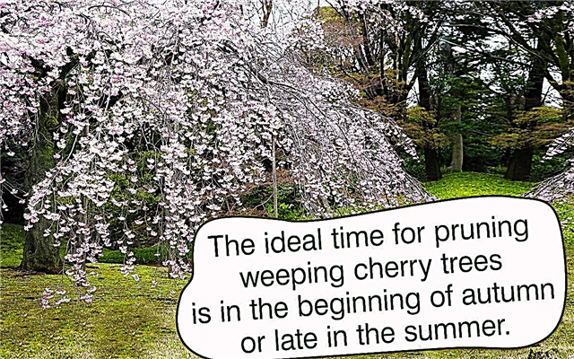 Nuttev kirsipuu pügamine