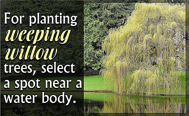 Weeping Willow Tree Care