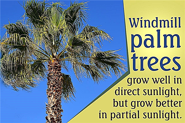 Windmühle Palmenpflege