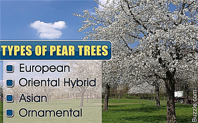 ข้อเท็จจริงที่น่าทึ่งอย่างไม่น่าเชื่อเกี่ยวกับ Bradford Pear Trees