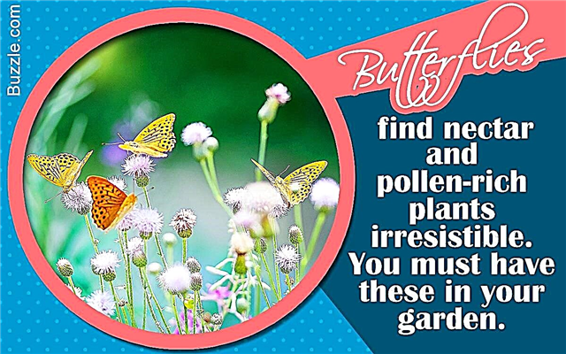 Suggerimenti per la cura e la manutenzione essenziali per Hardy Butterfly Bush