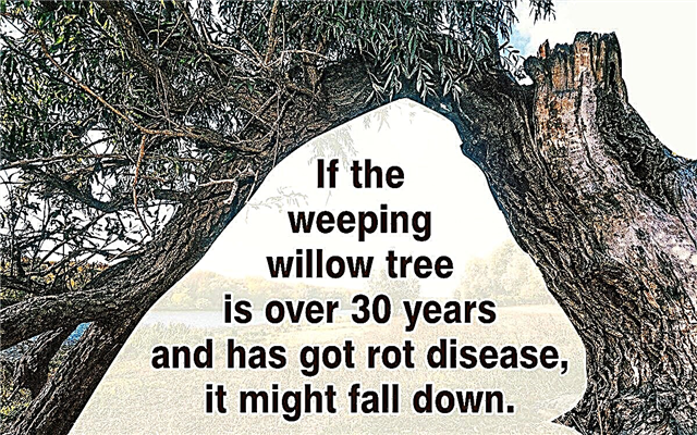 Huilende Willow Tree-problemen