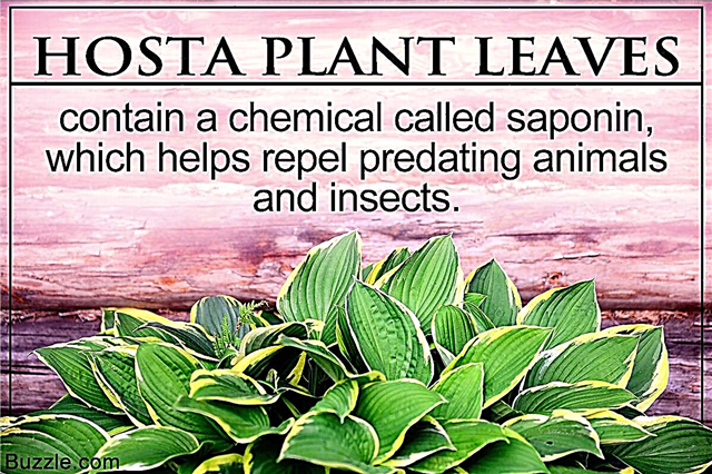 Le piante di Hosta sono davvero velenose? Scopriamolo