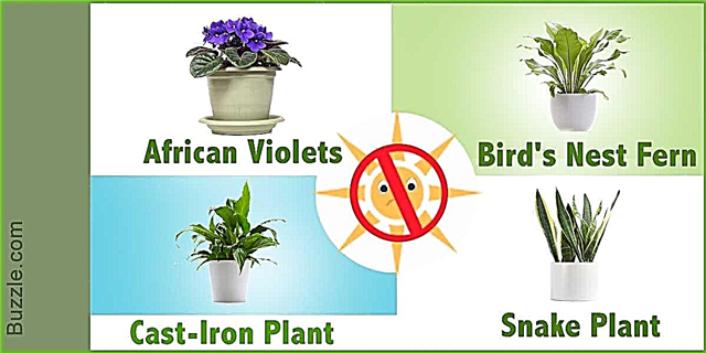 Öltöztesse fel otthonát ezekkel a beltéri növényekkel, amelyeknek nincs szüksége napfényre