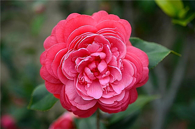 Camellia növény tények