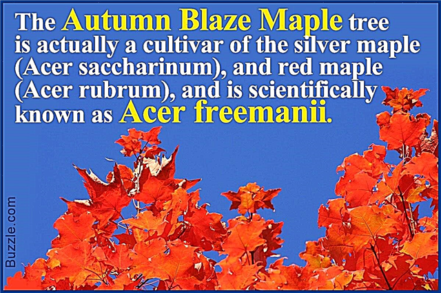 Autumn Blaze Maple-problemer, der ikke trøster træet