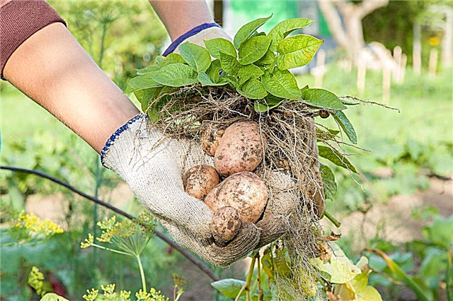 דרכים גאוניות לגידול תפוחי אדמה בתוך הבית