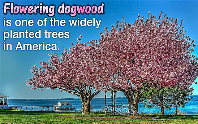 Fakta Pokok Dogwood Berbunga