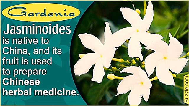 Gardenia Jasminoides Care에 대해 알고 싶었던 모든 것