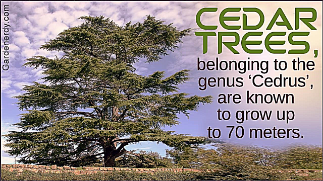 Fakta Pohon Cedar