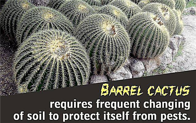 Baril Cactus Care