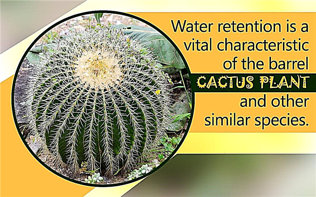 Adaptaciones de cactus de barril