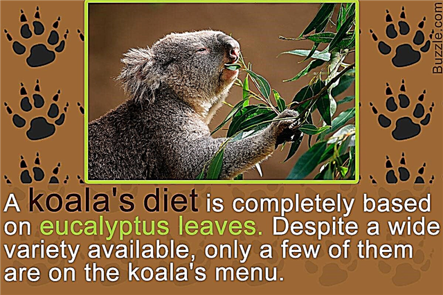 Koľko toho vieš o eukalyptovom strome? Skontrolujte tieto skutočnosti