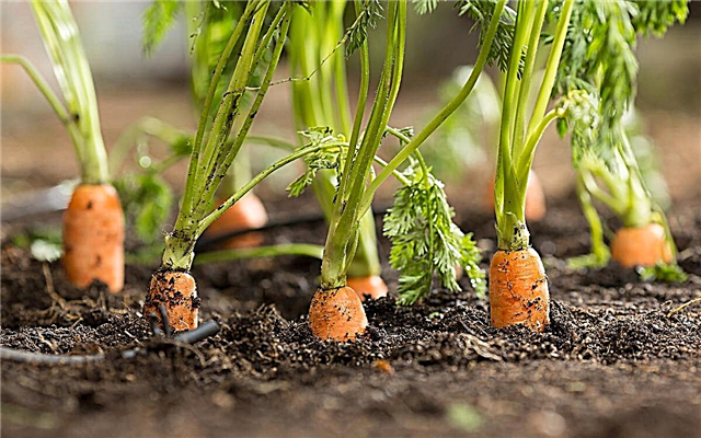 Können Sie Karotten aus Karottenoberteilen anbauen?