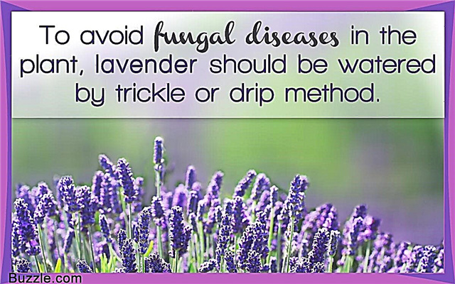 Tumbuh Lavender untuk Keuntungan - Ubah Hobi Anda Menjadi Wang Tunai!