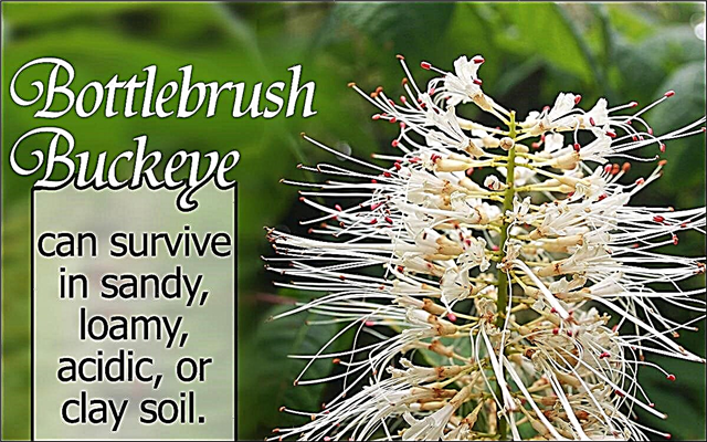 Mẹo trồng và chăm sóc cây bụi buckeye Bottlebrush