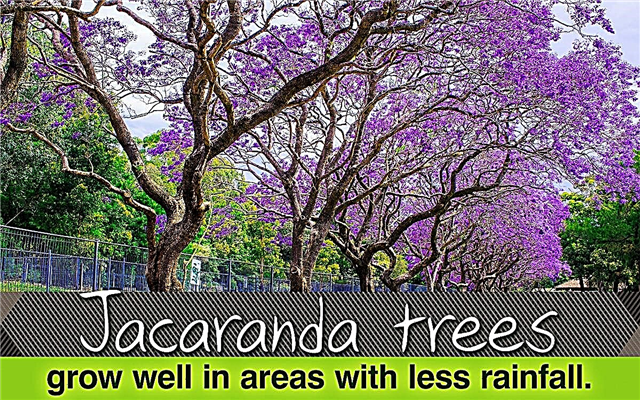 Jacaranda-Baum