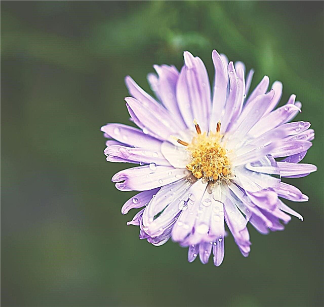 Wyjątkowe znaczenie kwiatów Aster zadziwi cię do głębi