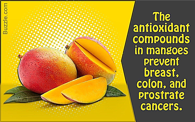 Ідеальний посібник з догляду за деревами манго