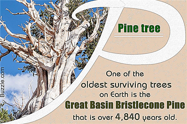 Verbazingwekkende feiten over pijnbomen die het lezen waard zijn
