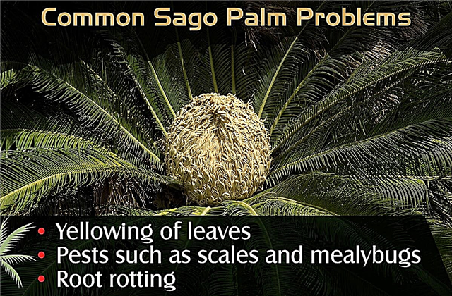 Sago Palm problémák